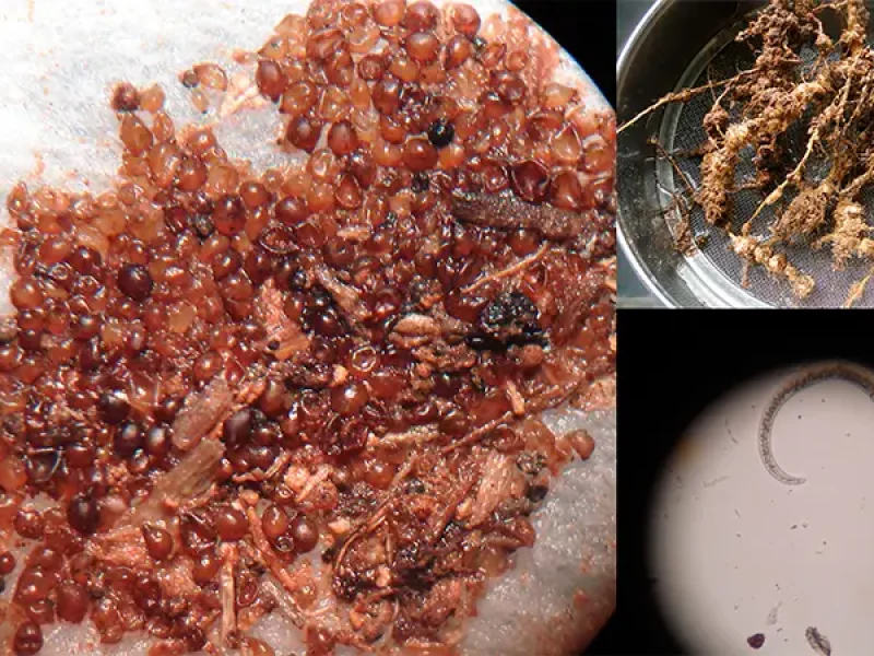 Monitoramento de nematoides como ferramenta de manejo