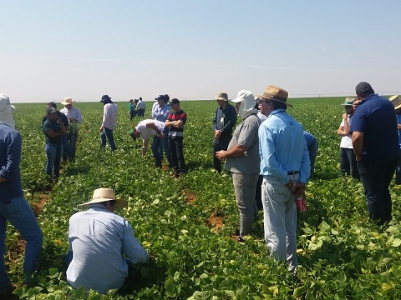 Monitoramento e informação são fundamentais para controle da mosca branca