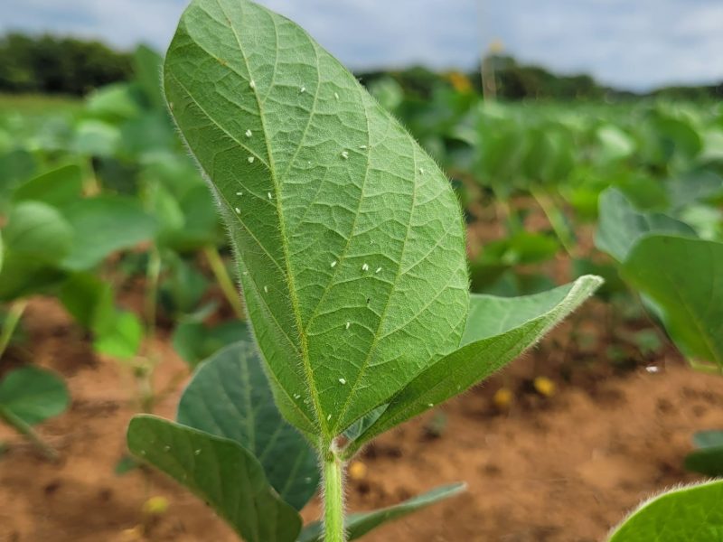 Mosca branca e Lagarta um período de atenção para os produtores