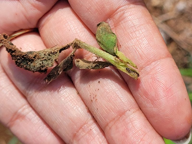 Mudanças no clima podem favorecer surgimento de pragas nas lavouras, alerta pesquisadora da Fundação Rio Verde