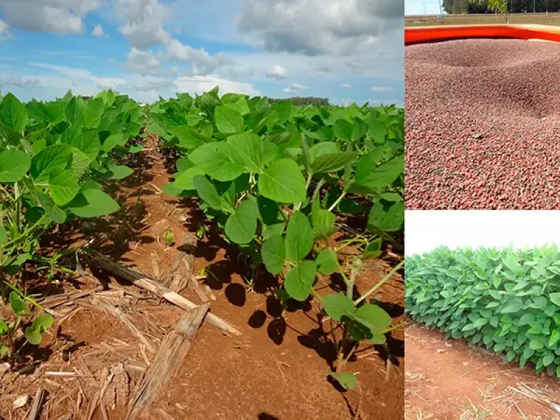 Os cuidados que o produtor deve ter com a adubação do solo.