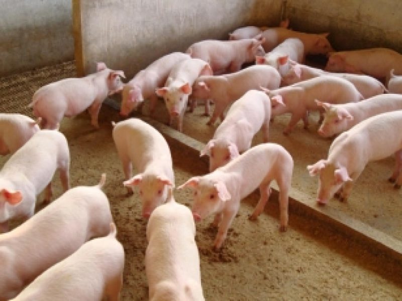 Penúltimo dia do Show Safra traz discussões sobre suinocultura e manejo do algodão