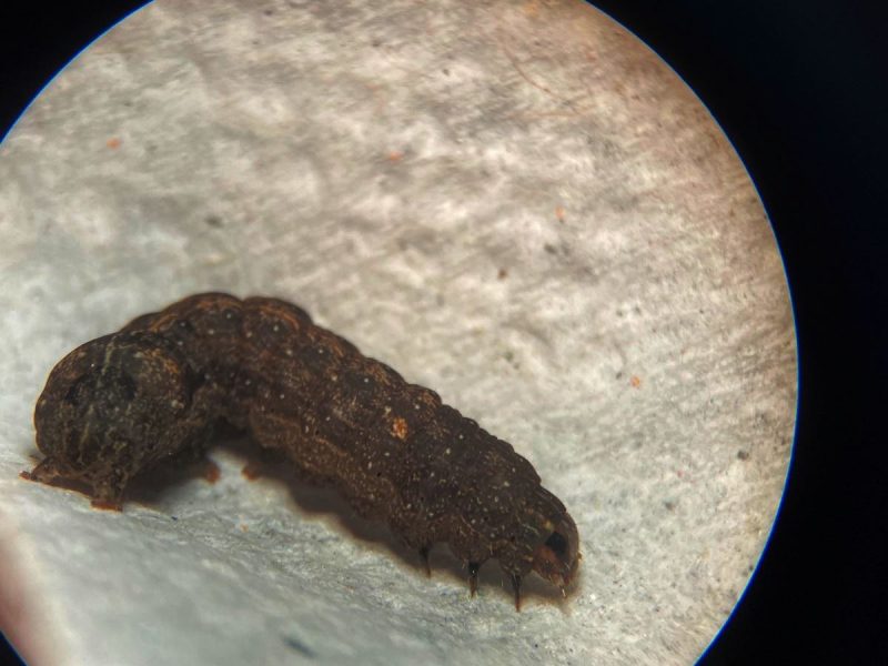 Pesquisa da Fundação Rio Verde é capa de revista nacional