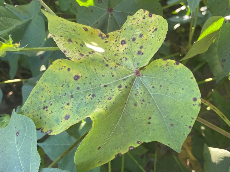 Pesquisa identifica aumento na incidência de manchas foliares em plantas de algodão