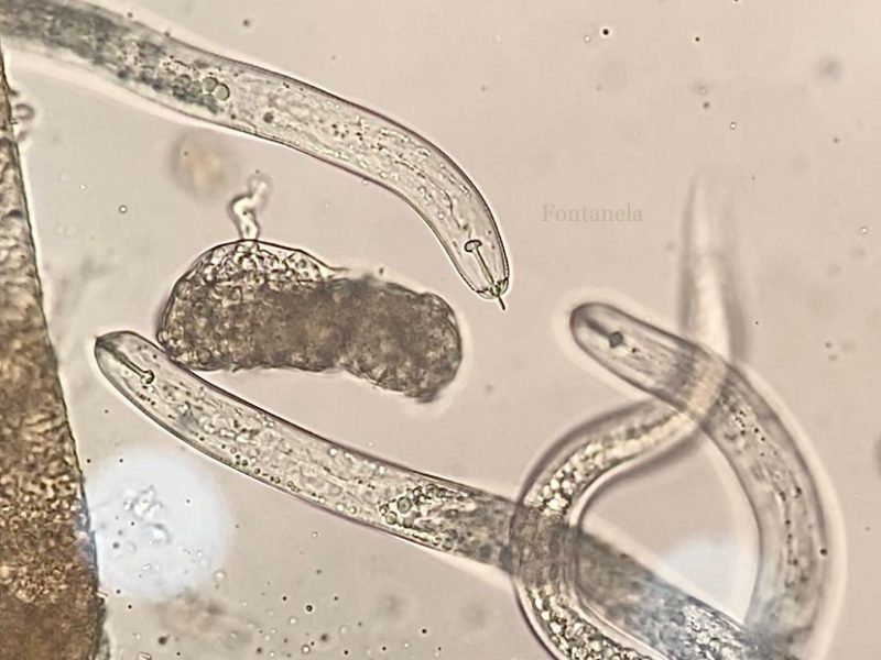 Pesquisadora alerta sobre o impacto dos nematoides nas lavouras e reforça a importância do manejo