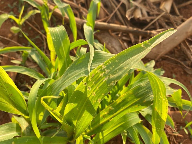 Pesquisadora da Fundação Rio Verde reforça necessidade de cuidados com plantas tiguera