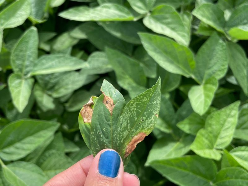 Pesquisadoras da Fundação Rio Verde publicam estudo sobre mancha-alvo