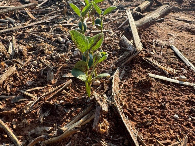 Plantação de soja no MT cuidados essenciais para evitar doenças e garantir alta produtividade