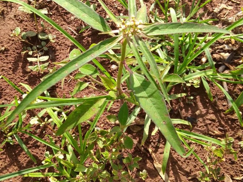 Plantas Daninhas Pesquisador da Fundação Rio Verde explica como combater e controlar