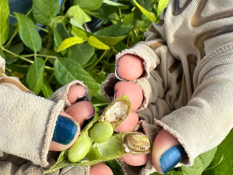 Podridão de grãos em soja preocupação para os produtores