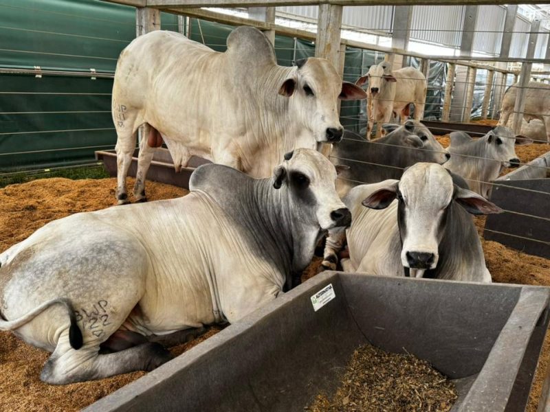 Preparativos do Show Safra Pecuária incluem rígido controle sanitário