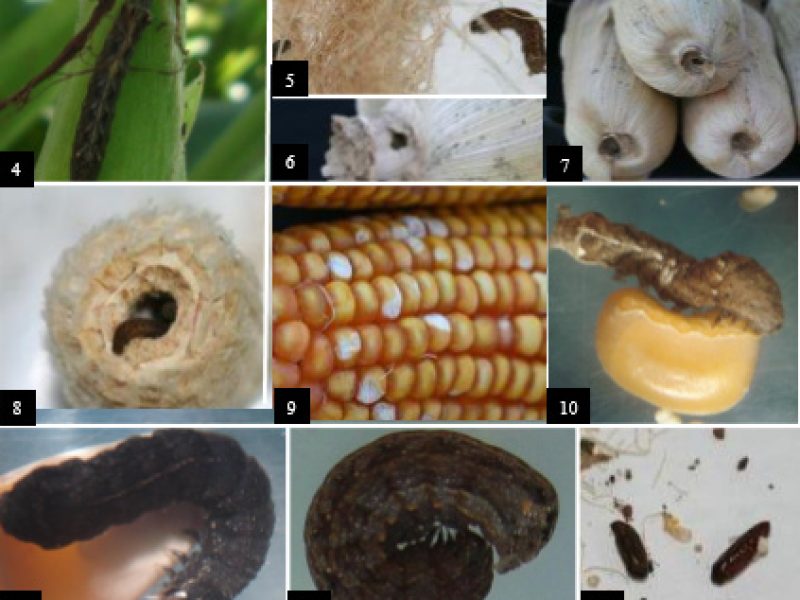 Relato de lagarta atacando cultura do milho no momento da colheita