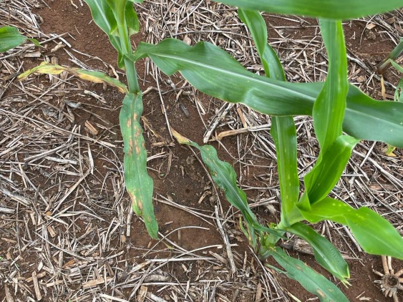 Safra de milho 2024 Pesquisadora da Fundação Rio Verde destaca cuidados para o controle de doenças na cultura