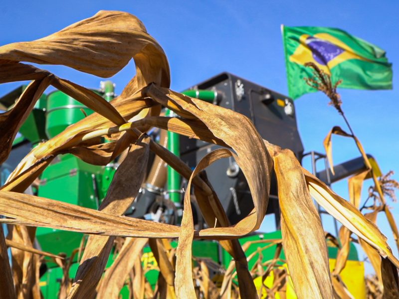 Safra de milho e algodão avança apesar de desafios climáticos e fitossanitários