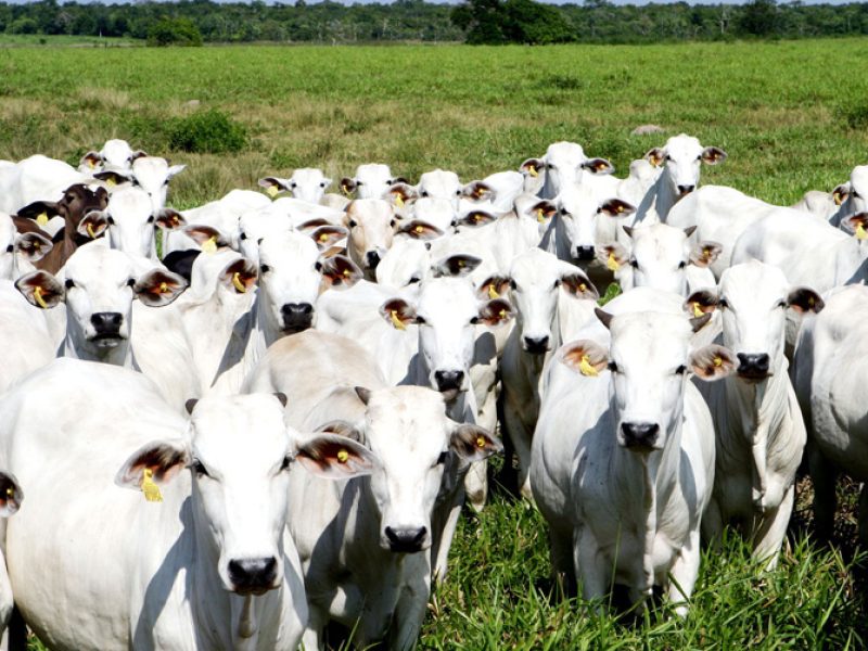 Show Safra Debates sobre bovinocultura e manejo de soja abrem ciclo de palestras no primeiro dia