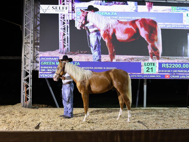 Show Safra Pecuária abre as portas para o primeiro leilão de cavalos