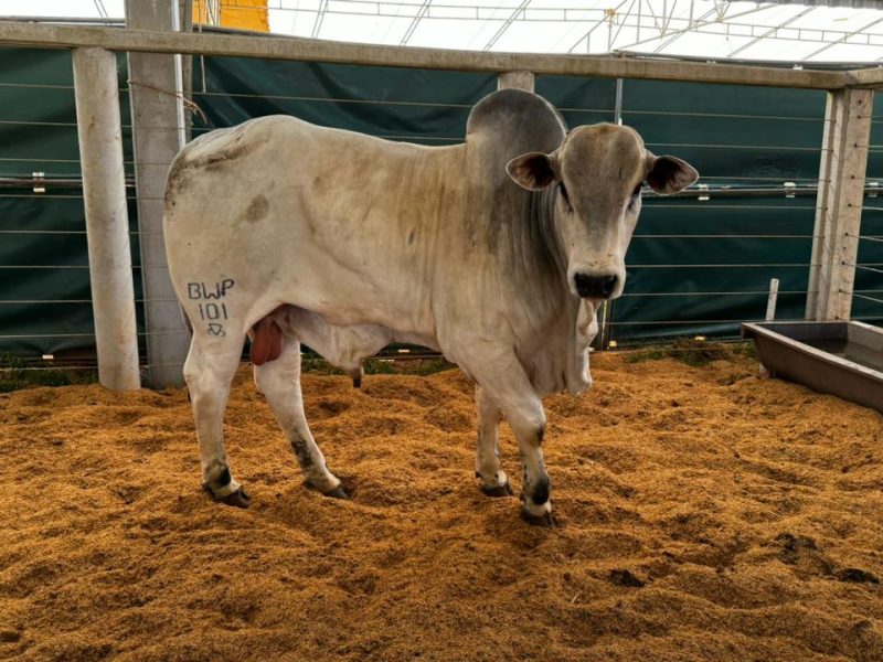 Show Safra Pecuária impulsiona economia regional