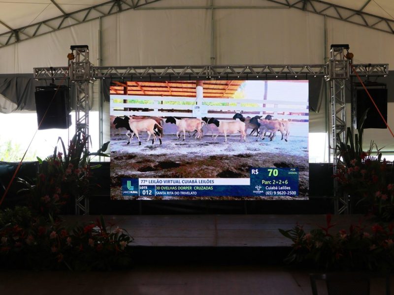 Show Safra Pecuária realiza palestra e leilões de ovinocultura