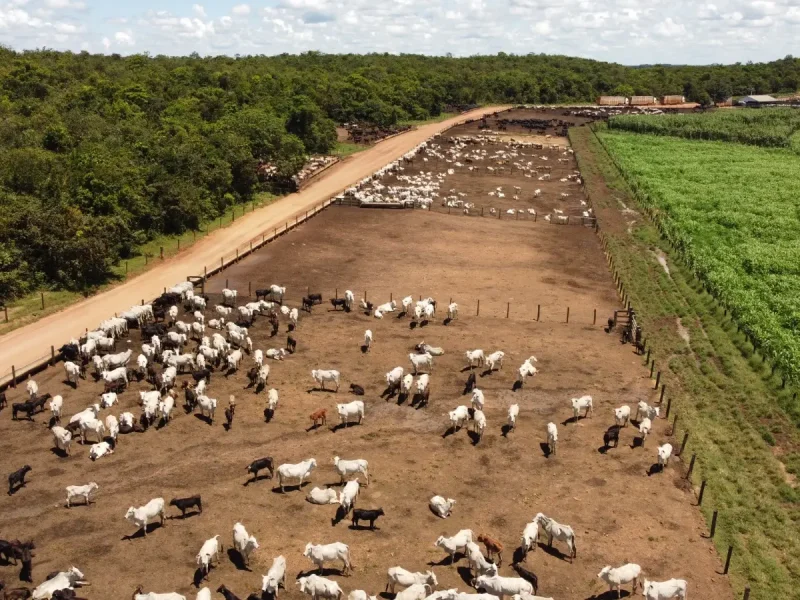 Show Safra Pecuária traz novidades e impulsiona setor no Mato Grosso