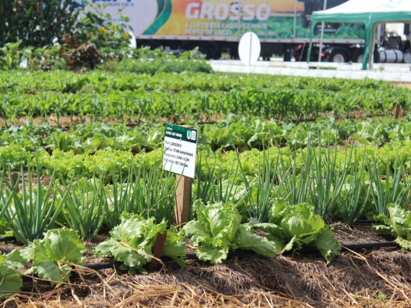Show Safra debate Agricultura Familiar durante Fórum na sexta