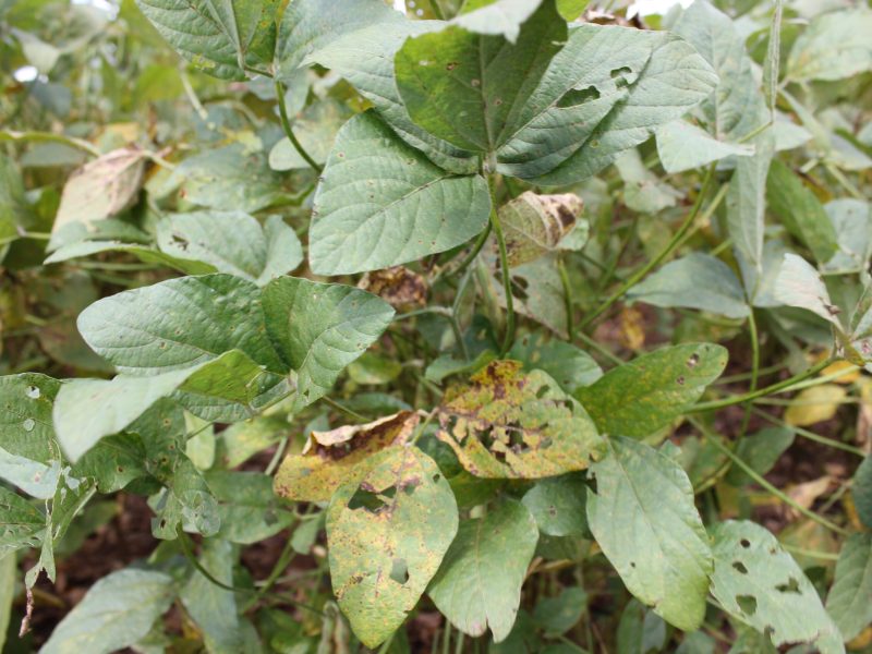 Técnicas integradas de manejo serão destaques no Show Safra BR 163