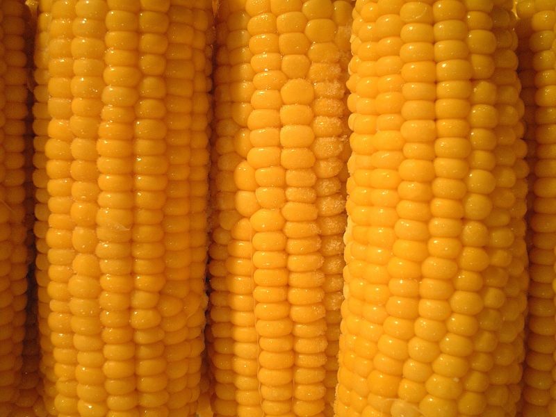 carmine660-corn-823446